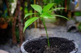 Mango seedling